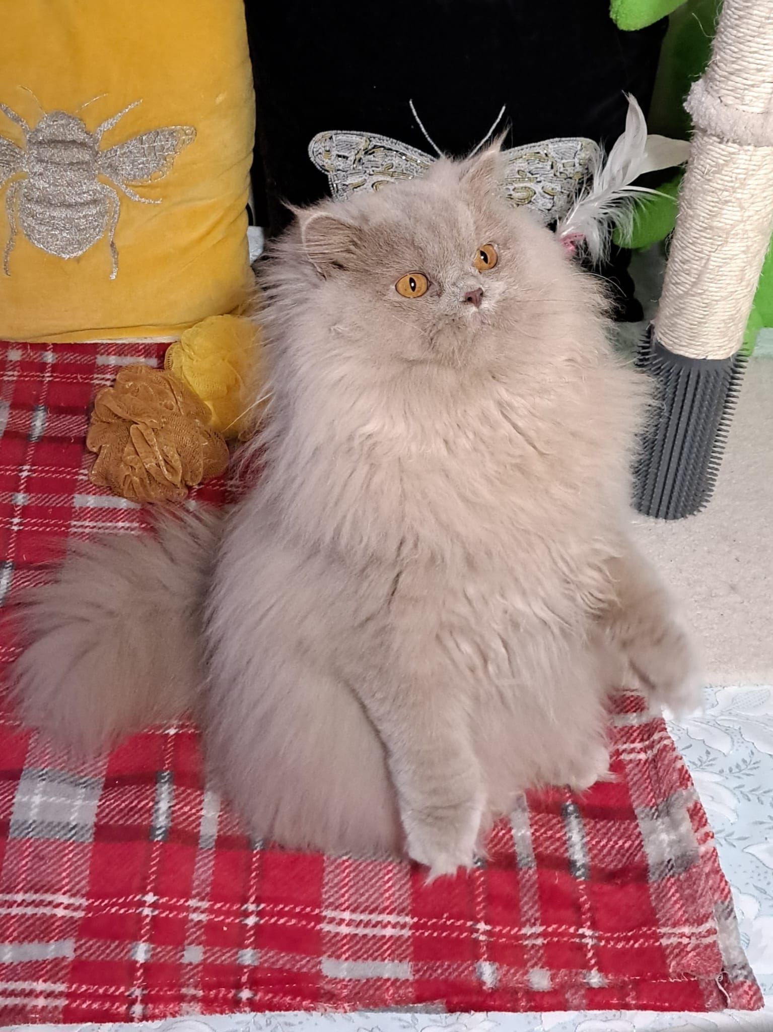 Fluffy, light brown cat sitting on a red plaid blanket, with orange eyes and long fur.