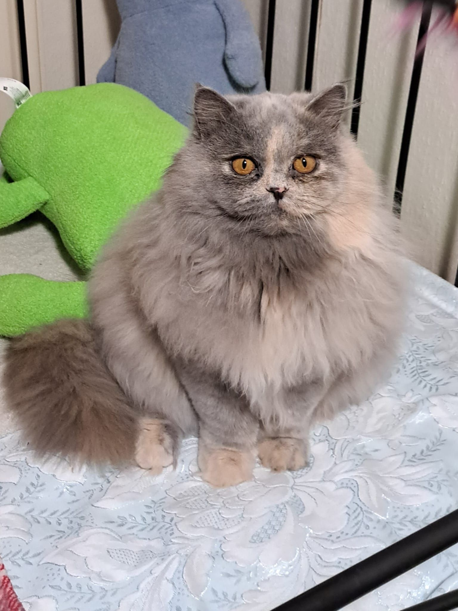 Fluffy grey cat with orange eyes sits on patterned surface, looking directly at the camera.