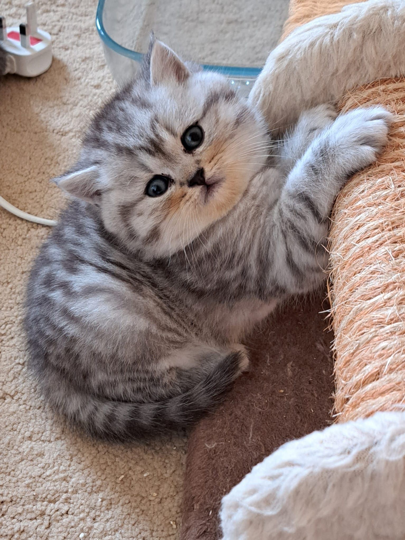 Silver tabby kitten clutching a scratching post, looking directly at the viewer.