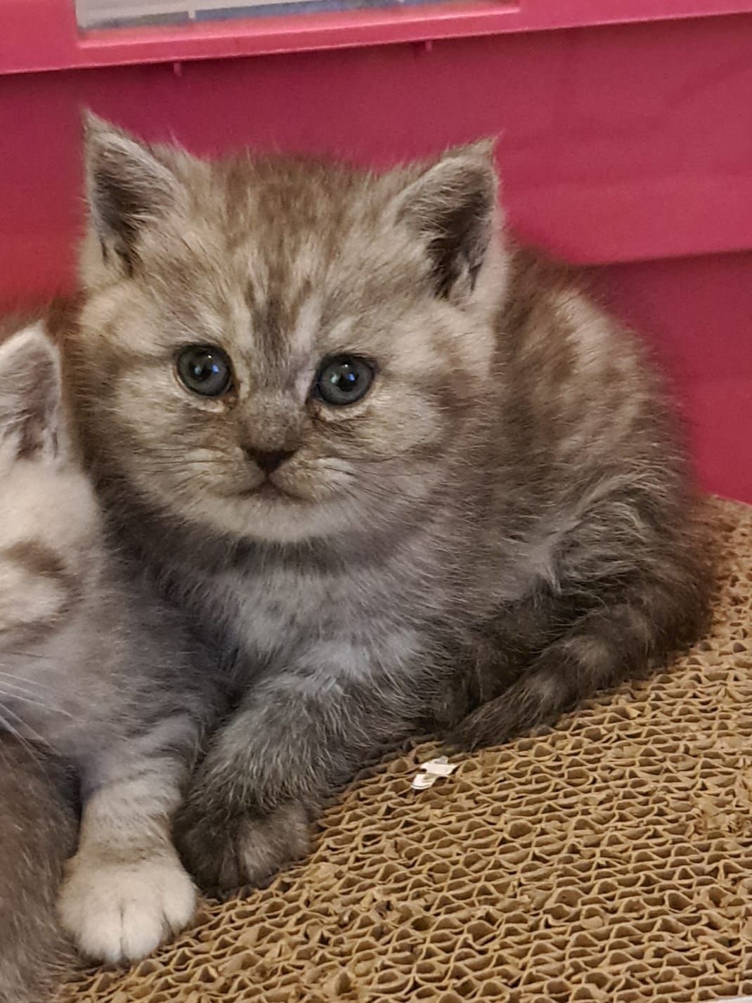 Gray tabby kitten with blue eyes, resting on a brown textured surface, looking at the viewer.