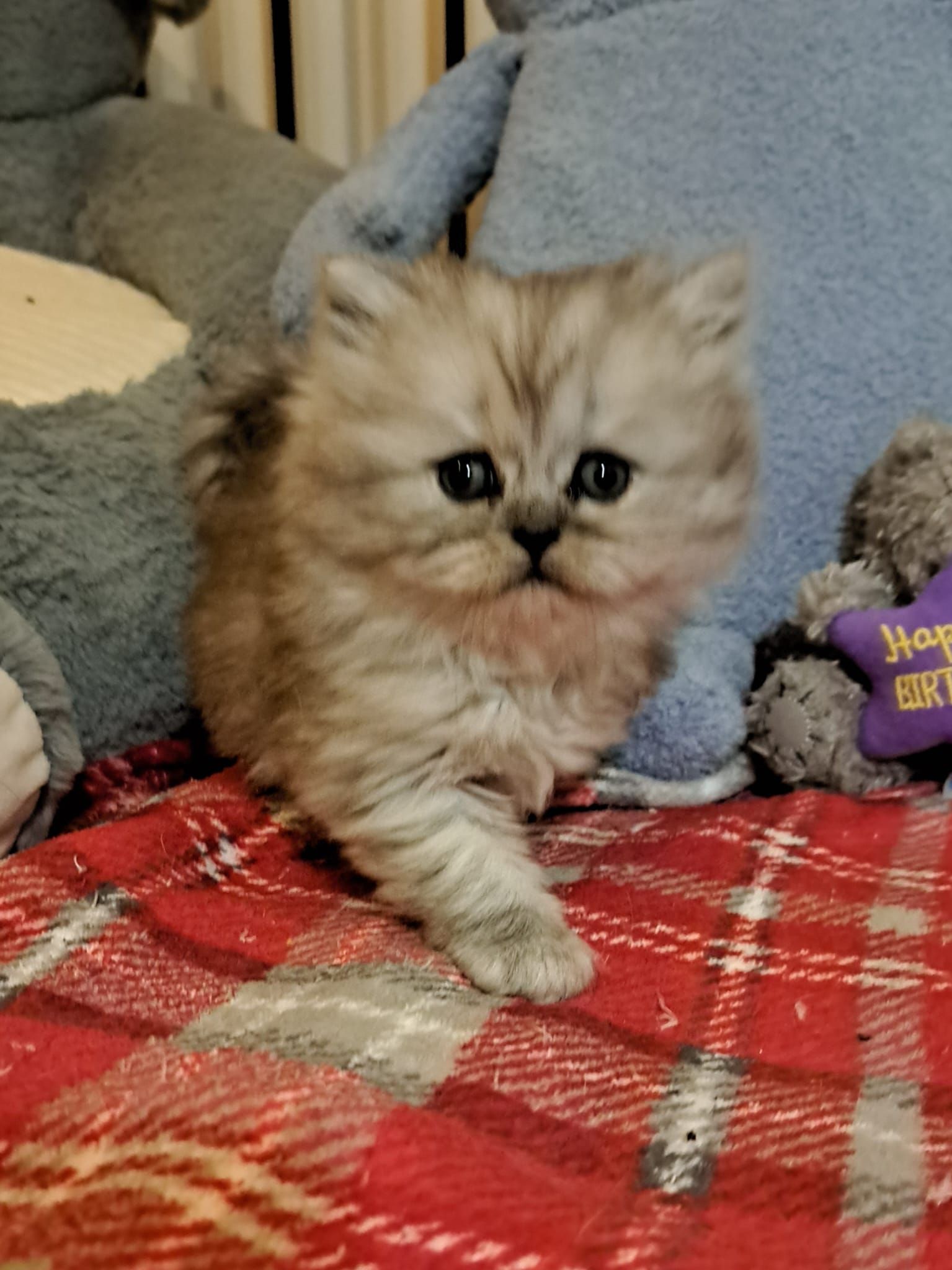 Fluffy silver tabby kitten on a red plaid blanket, looking directly at the viewer.