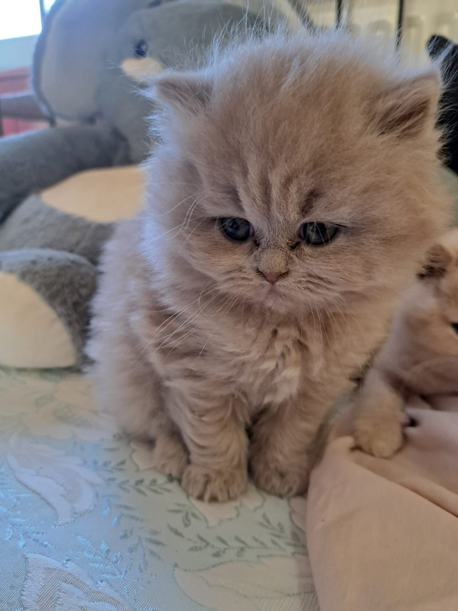 Fluffy tan kitten sitting on a patterned blanket, looking sad. Another kitten visible.