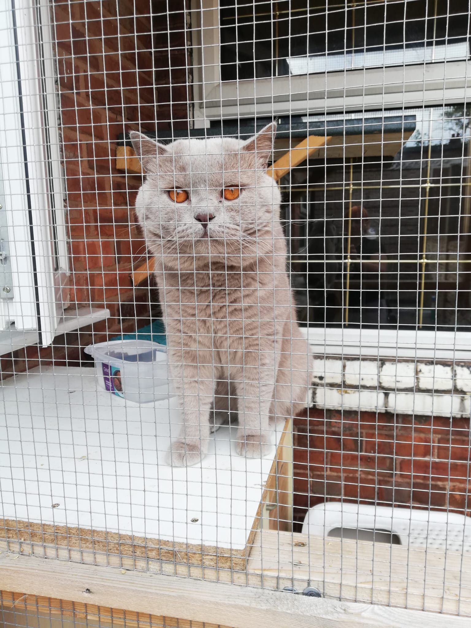 Gray cat with orange eyes, sitting on a white ledge in front of a brick building, looking at the camera.