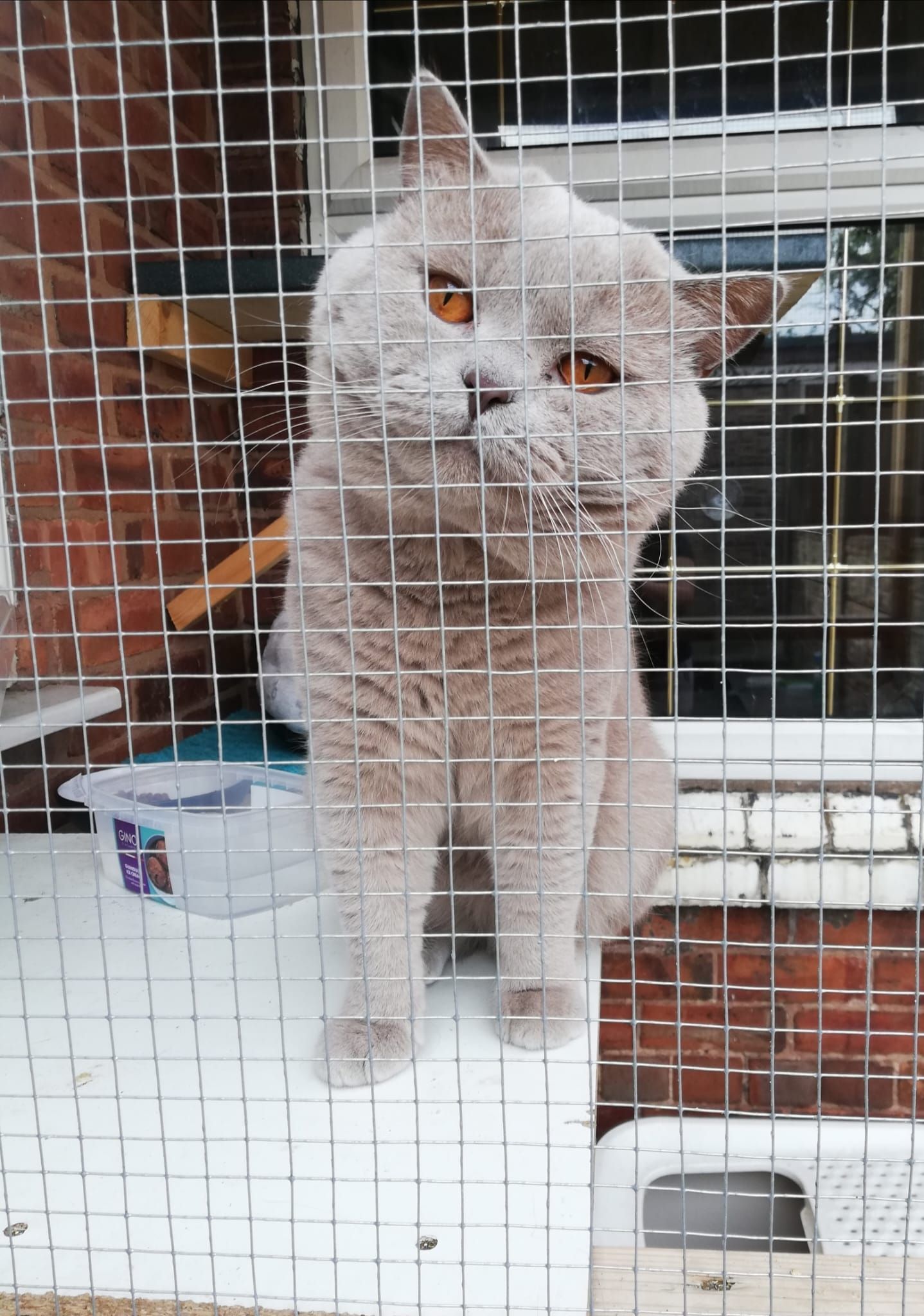 Cat with orange eyes behind a wire cage, sitting in a white and brick enclosure.