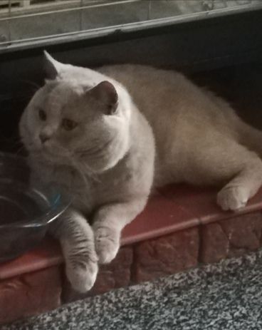 A light-brown British Shorthair cat resting on a brick ledge, near a food bowl.