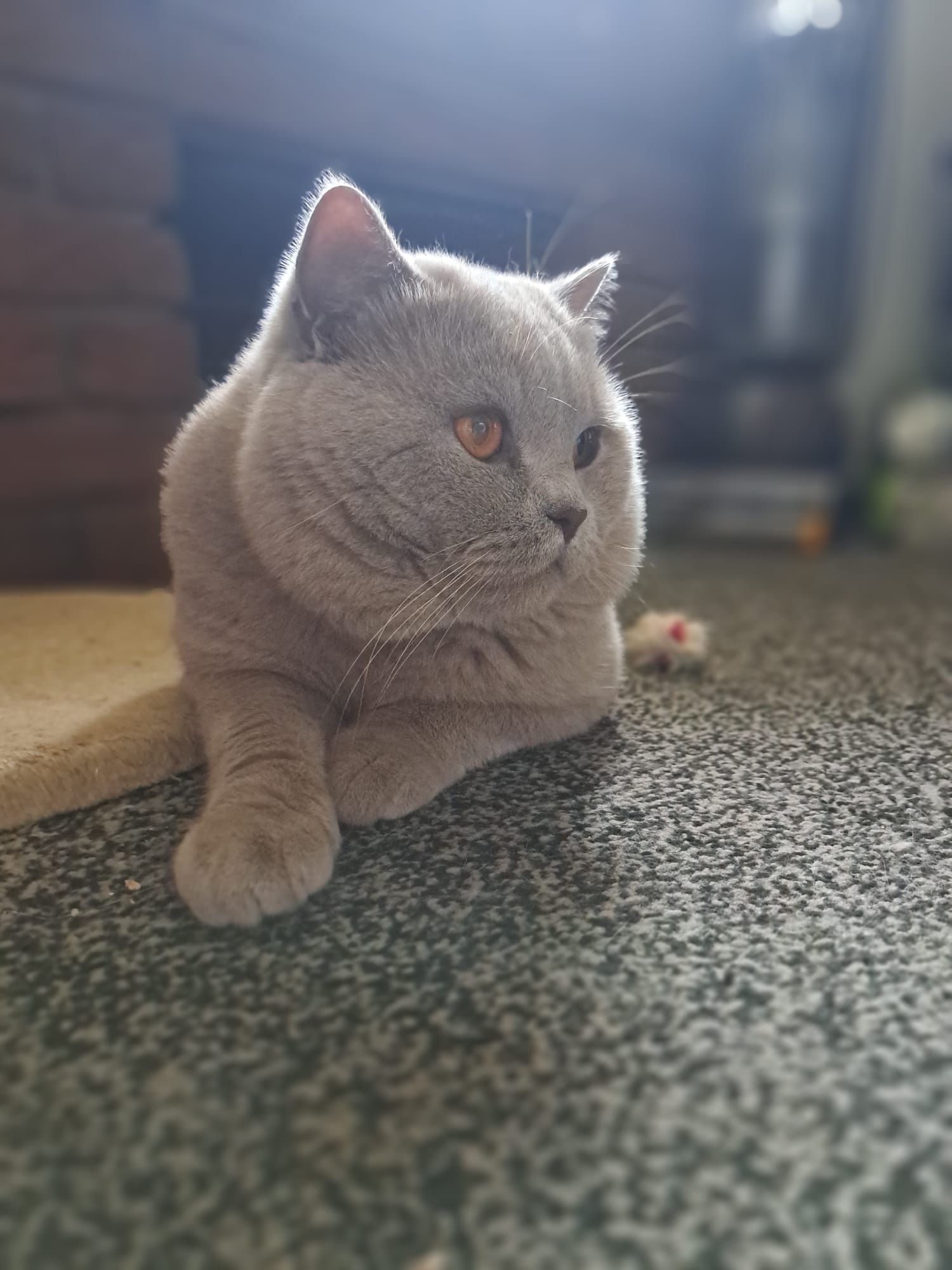 Gray British Shorthair cat resting, with amber eyes, on a carpet, indoors.