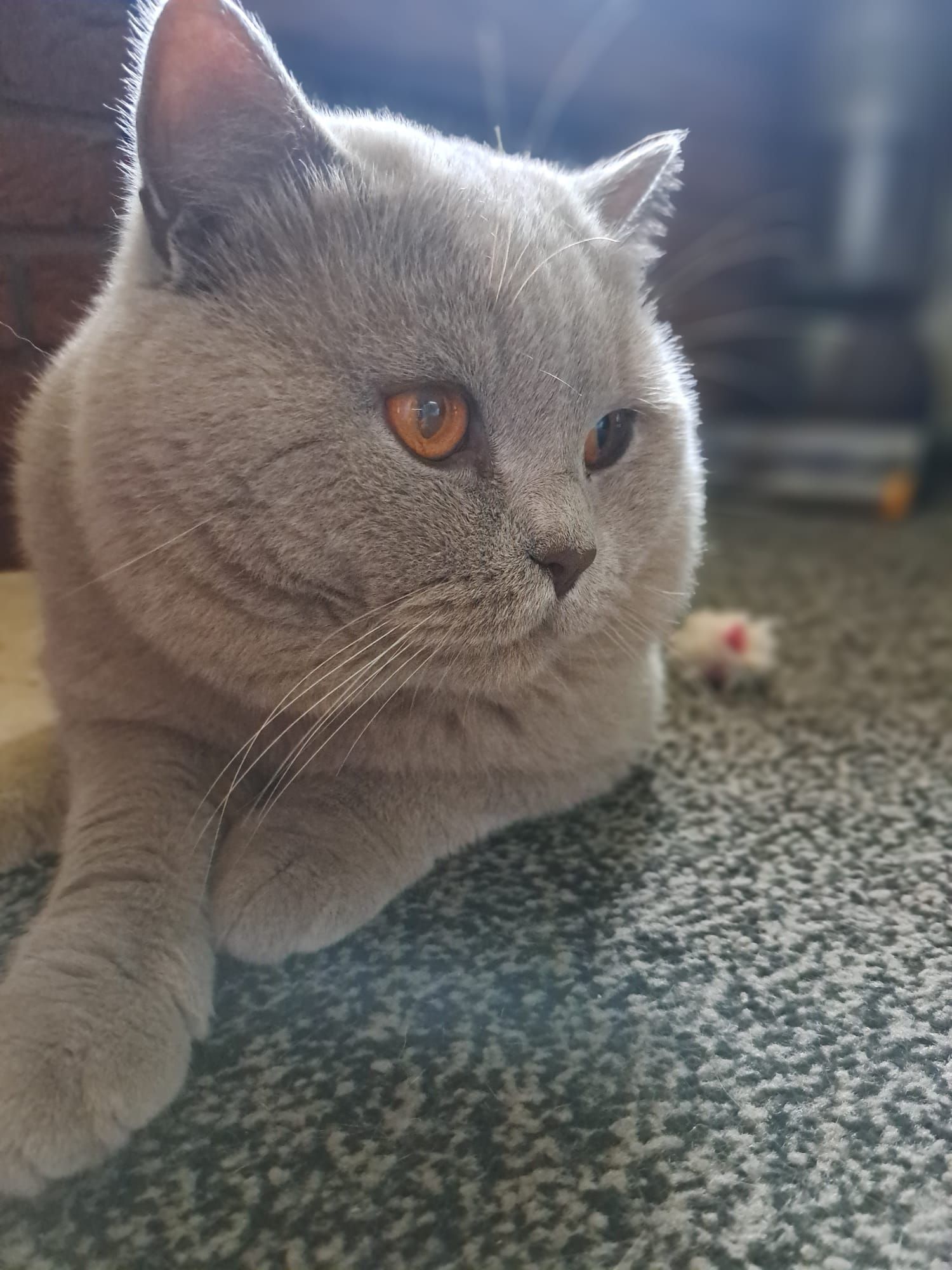 Gray British Shorthair cat with amber eyes, laying on a gray carpet.