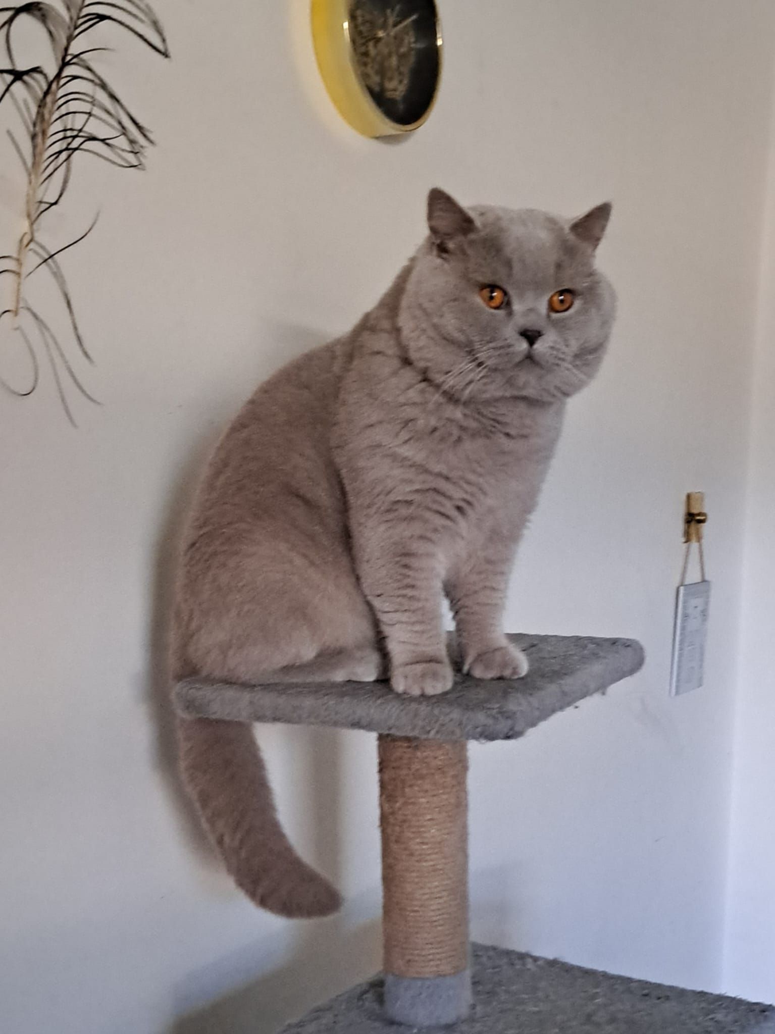 A fluffy gray cat with amber eyes sits on a cat tree, indoors, looking alert.