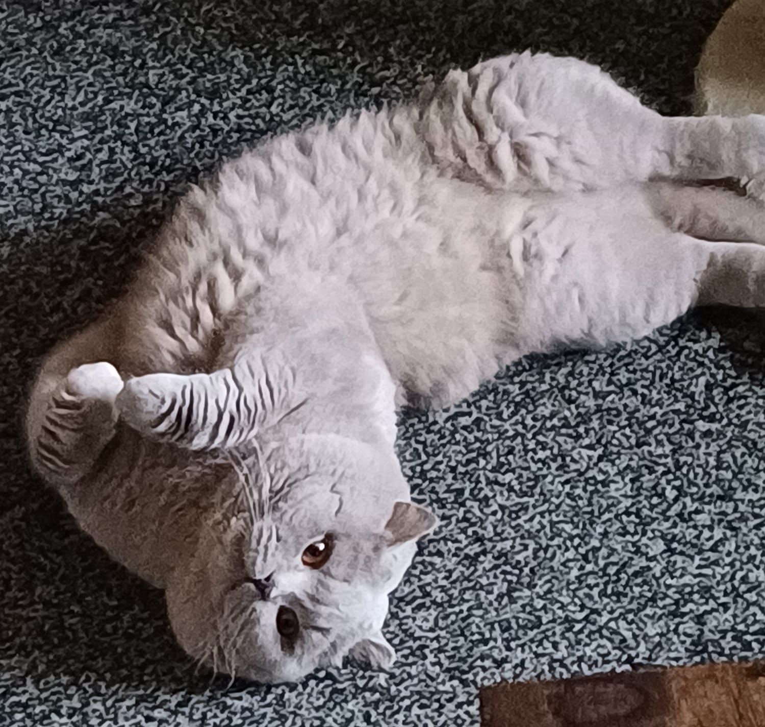 Gray British Shorthair cat, lying on its back, looking up with a curious expression.
