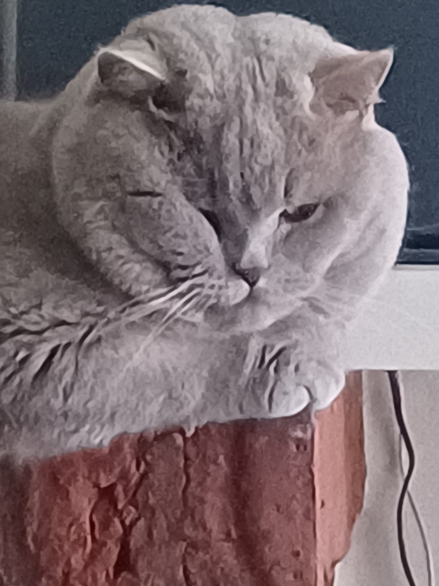 A gray British Shorthair cat resting on a red brick with a somber expression.