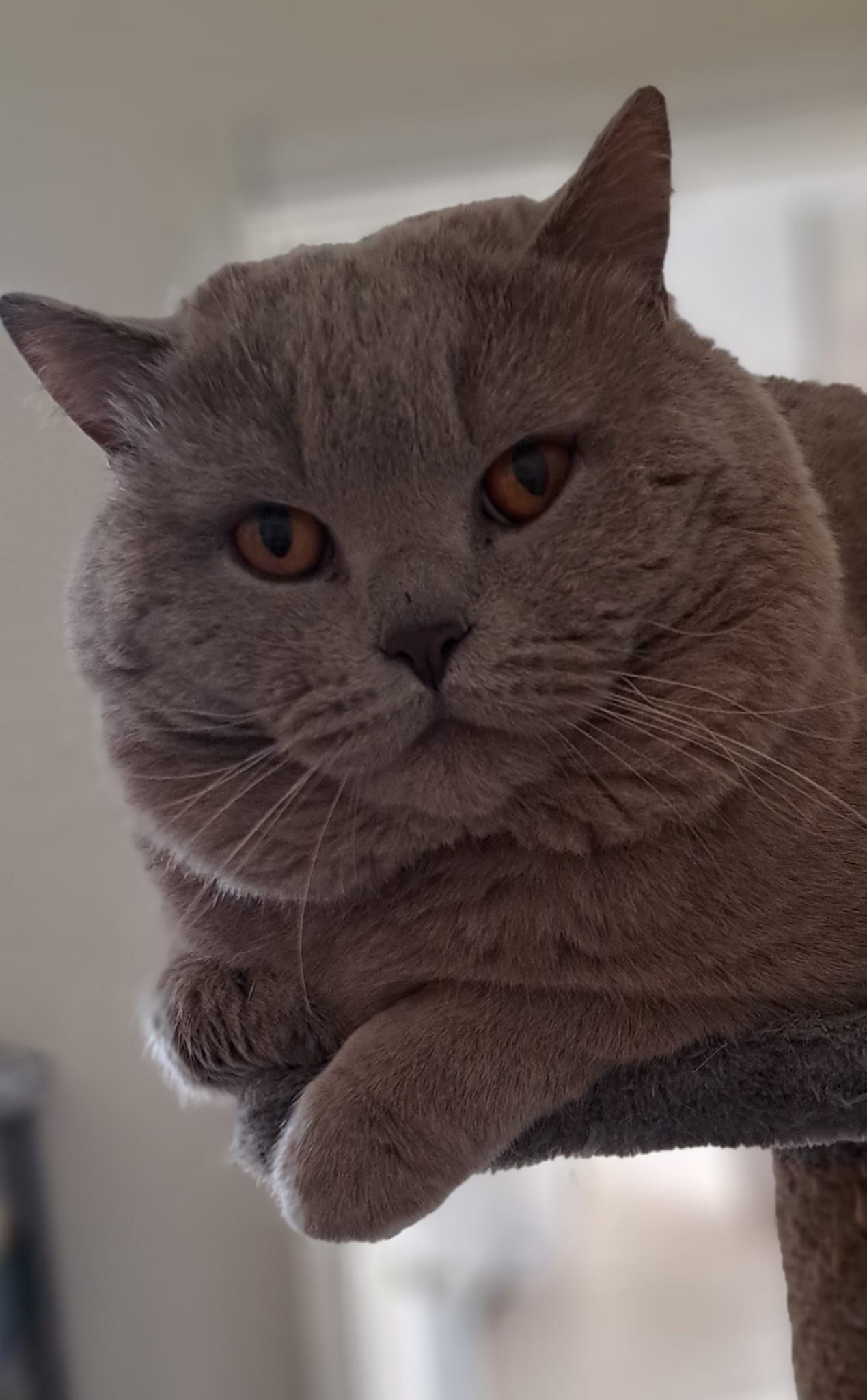 Gray British Shorthair cat with amber eyes, resting on a cat tree, looking at the viewer.