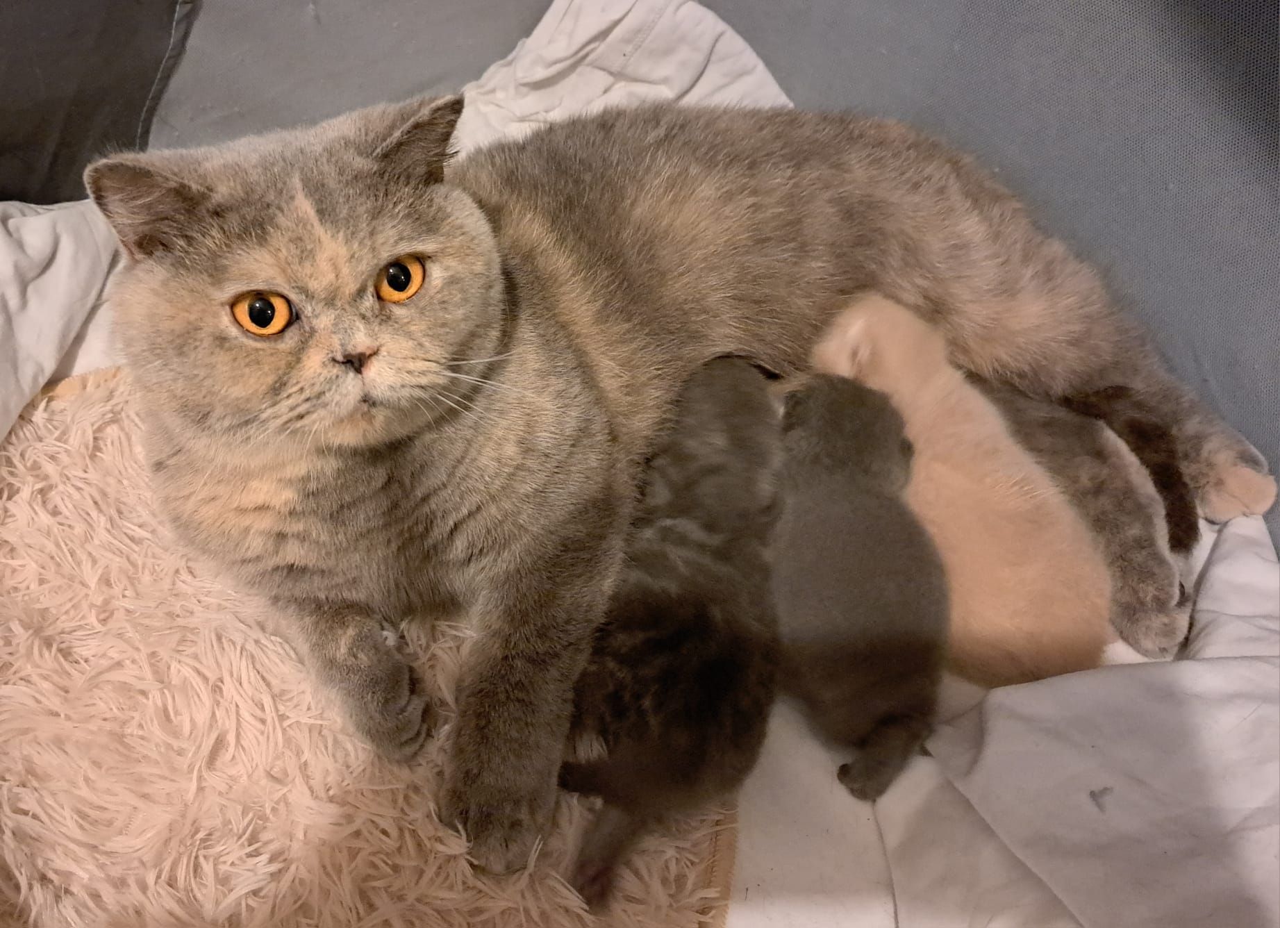 Cat nursing kittens; gray cat with orange eyes and peach markings, resting with three kittens.