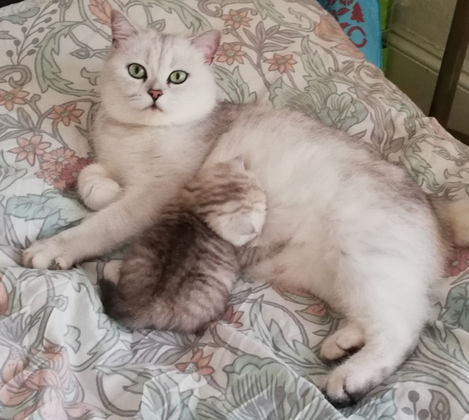 Silver-colored cat with green eyes lying on a floral blanket, kitten nestled beside it.