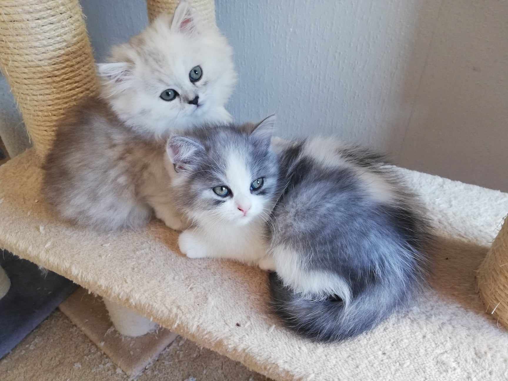 Two fluffy kittens, one light silver and one gray and white, resting on a cat tree.