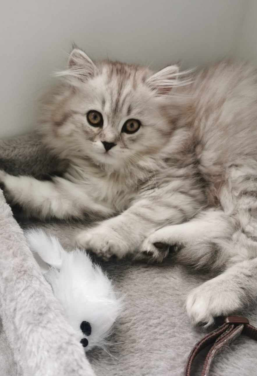 Fluffy silver tabby kitten with big eyes, next to a toy mouse.