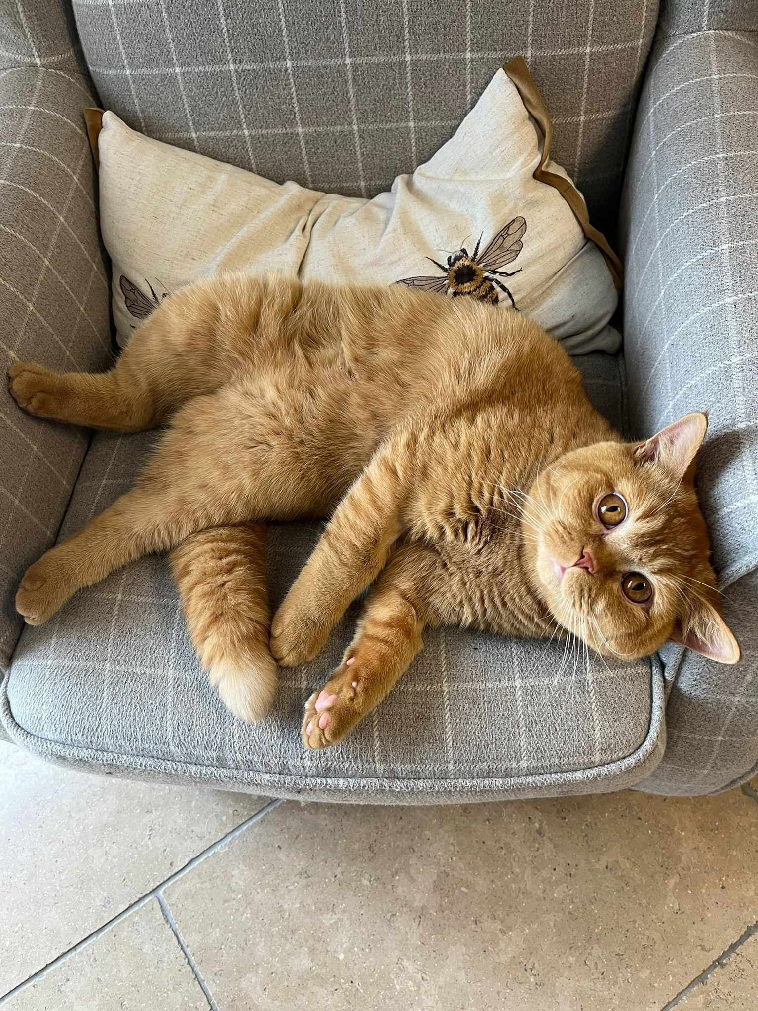 Orange cat lounging on a gray armchair, with a patterned pillow behind it.