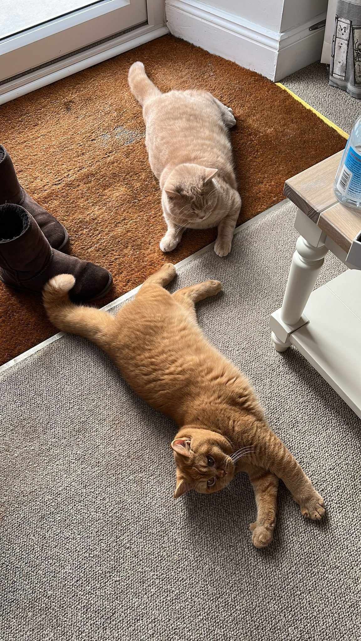 Two cats, one orange and one tan, relax on rugs near a door and a table.