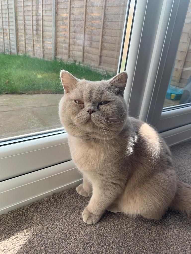 Fluffy gray British Shorthair cat sits by window, looking displeased.