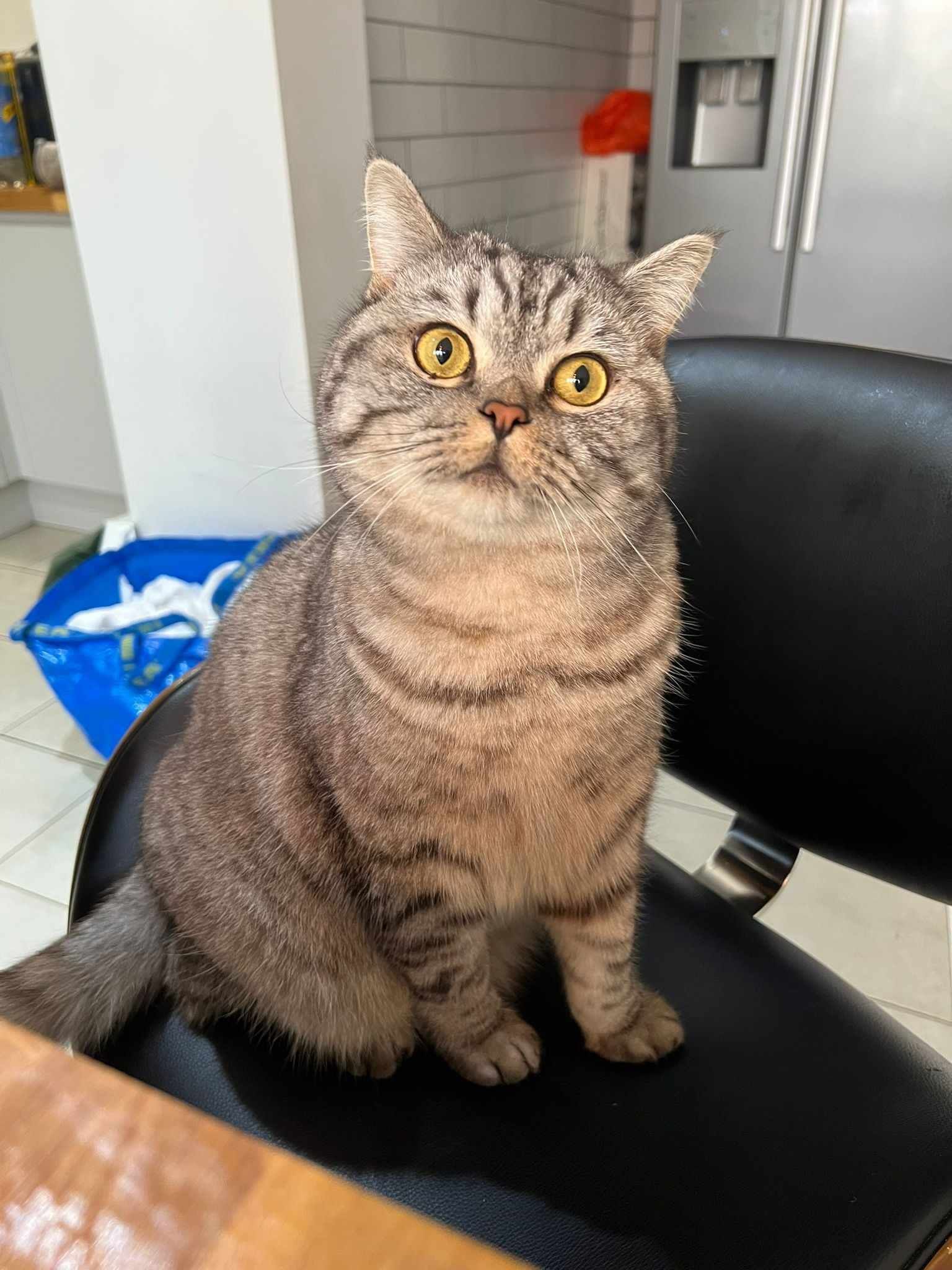 British shorthair cat with wide yellow eyes sits on a black chair, indoors.
