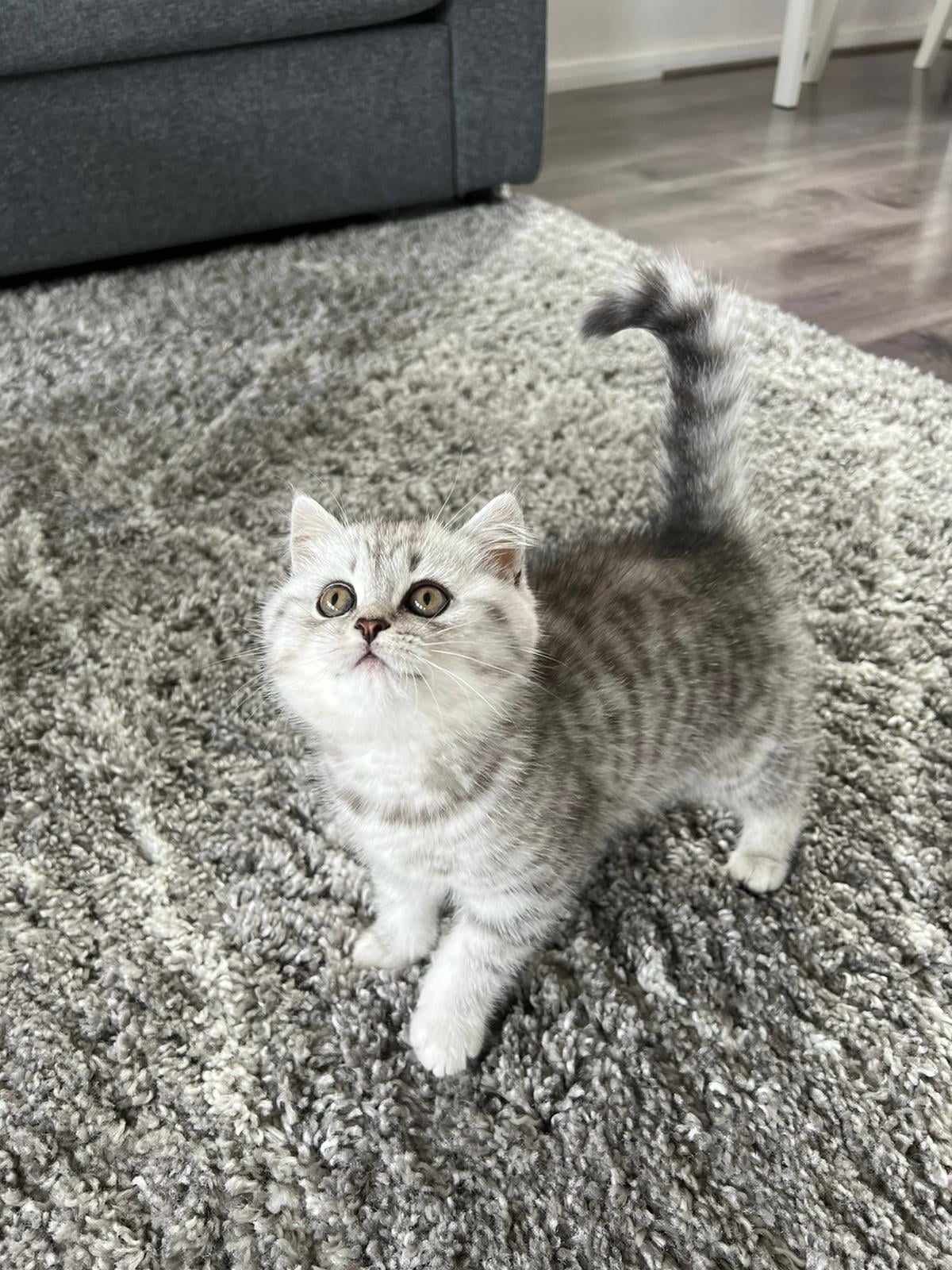 Silver tabby kitten standing on a gray rug, looking upwards with a curious expression.