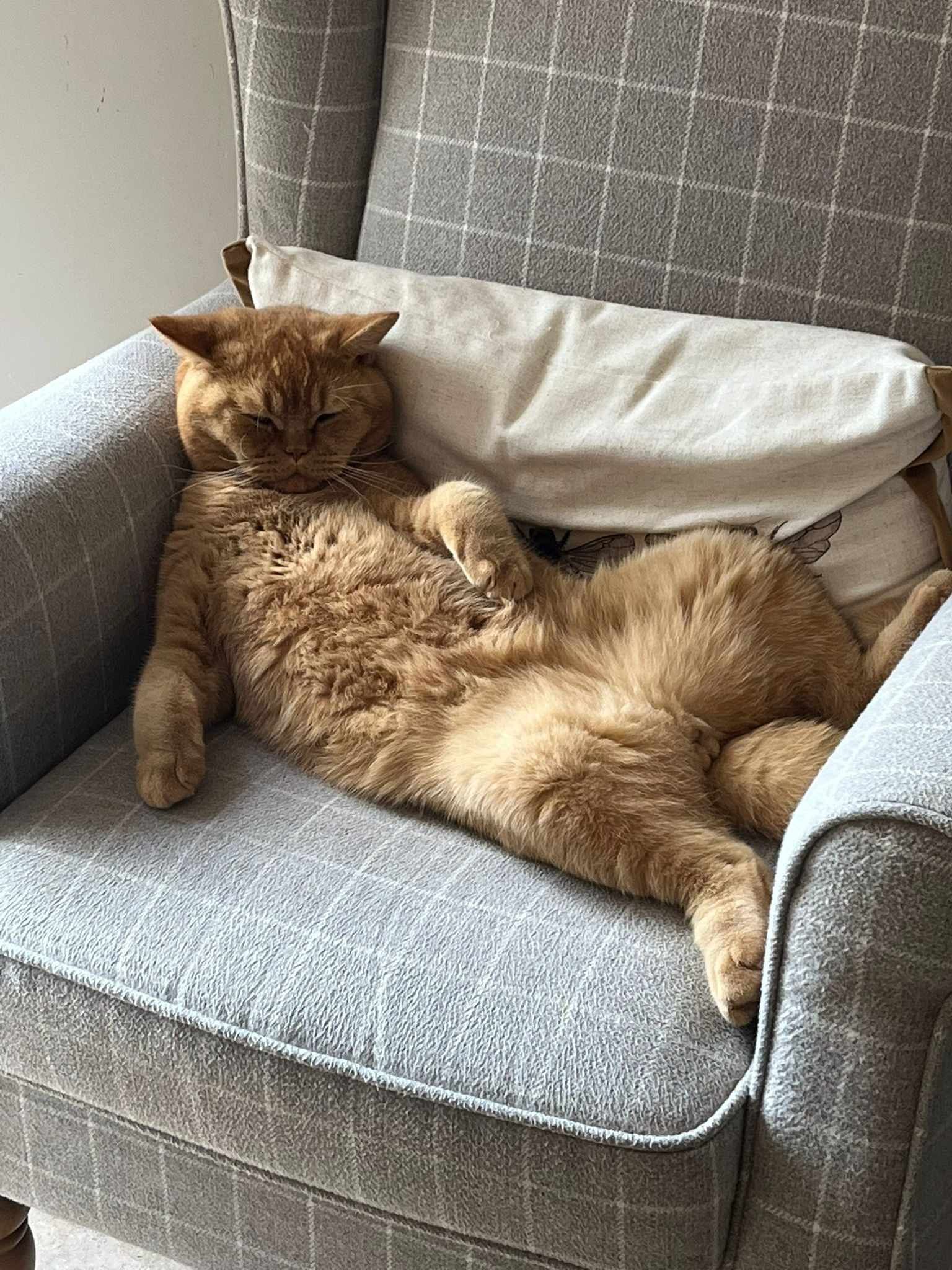 Orange cat sprawled in a gray armchair, relaxed, and looking sleepy.