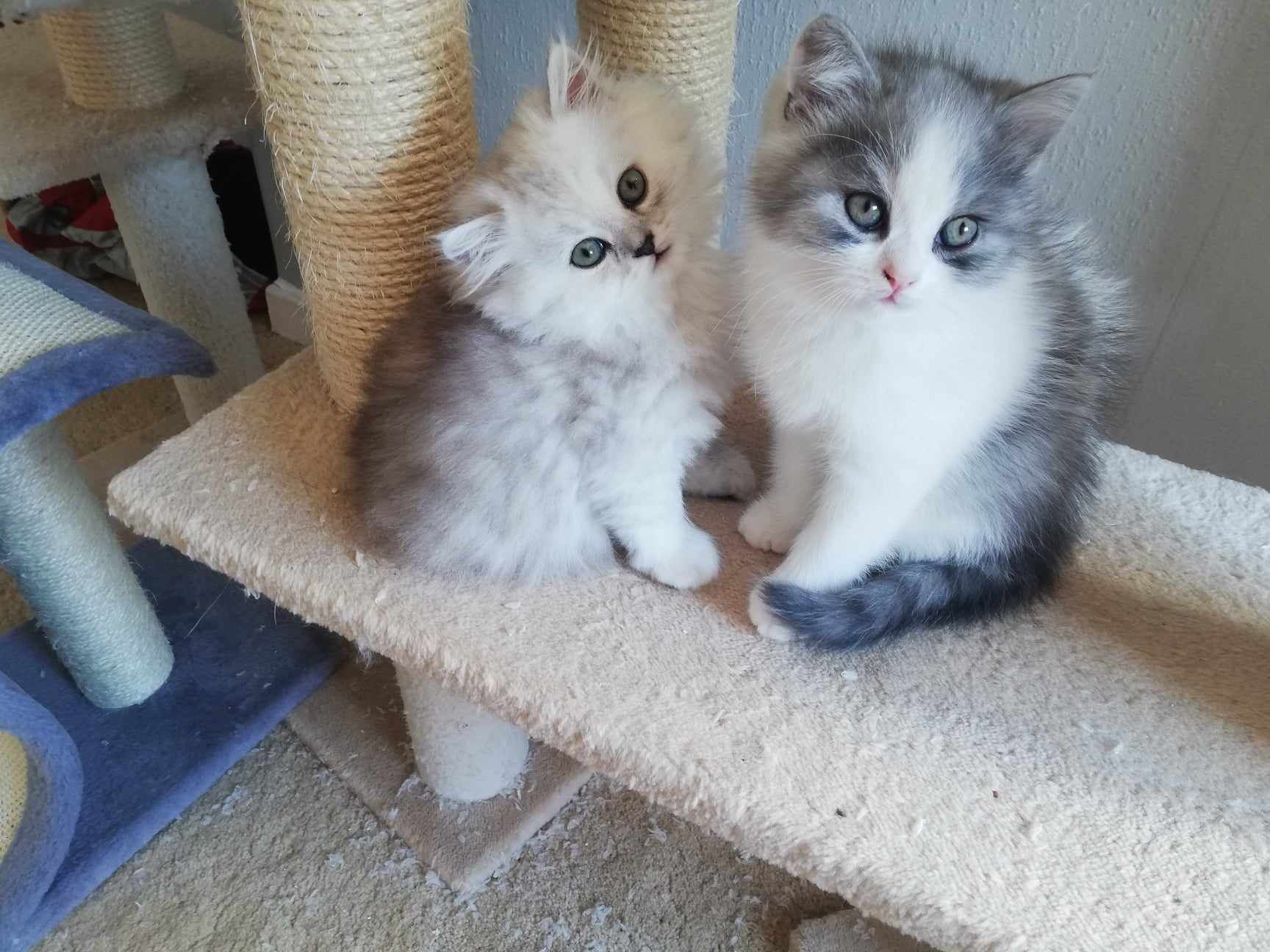 Two fluffy kittens, silver and white, sitting on a cat tree shelf.