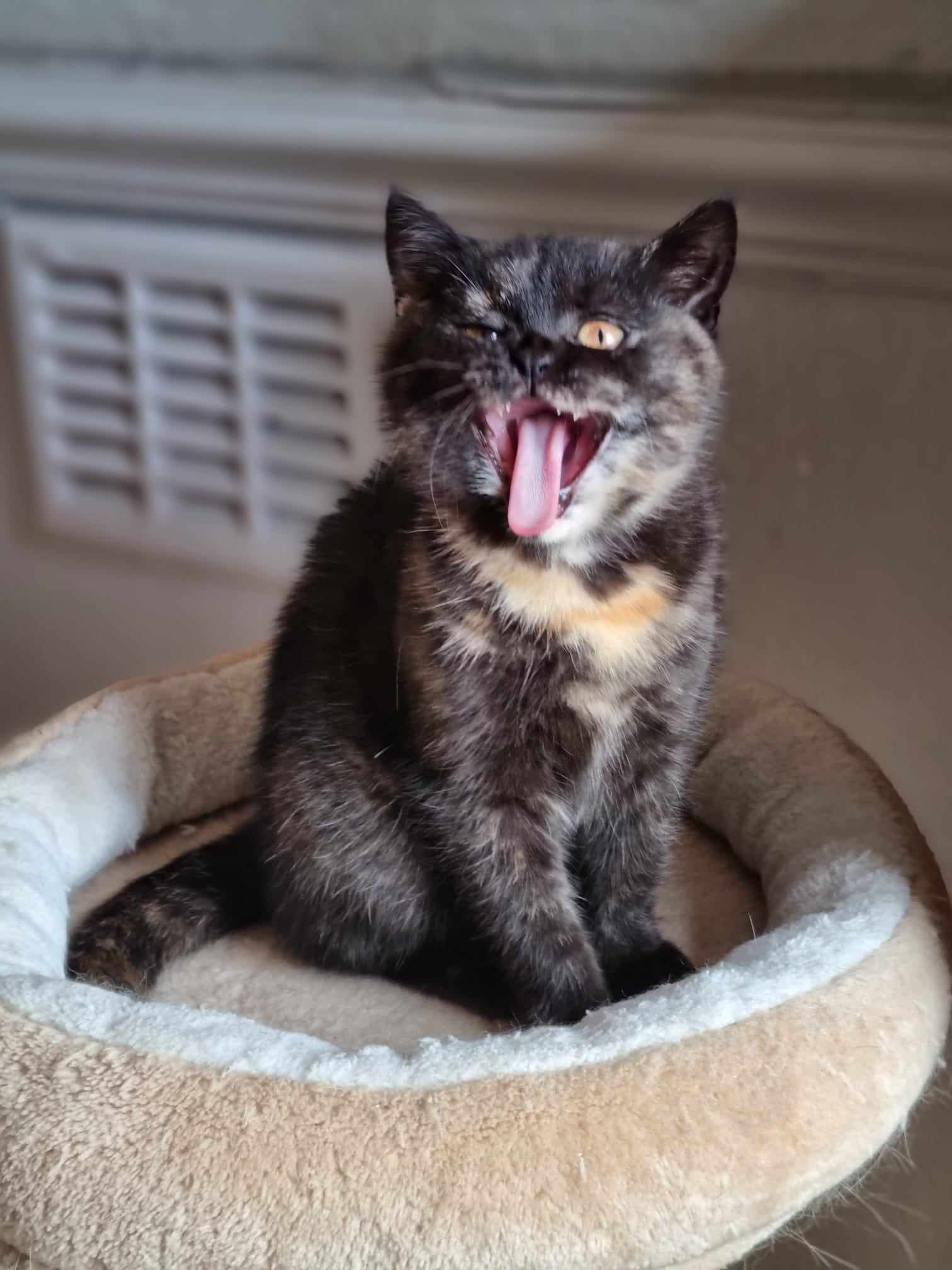 Tortoiseshell cat yawning widely while sitting in a plush bed, lit by sunlight.
