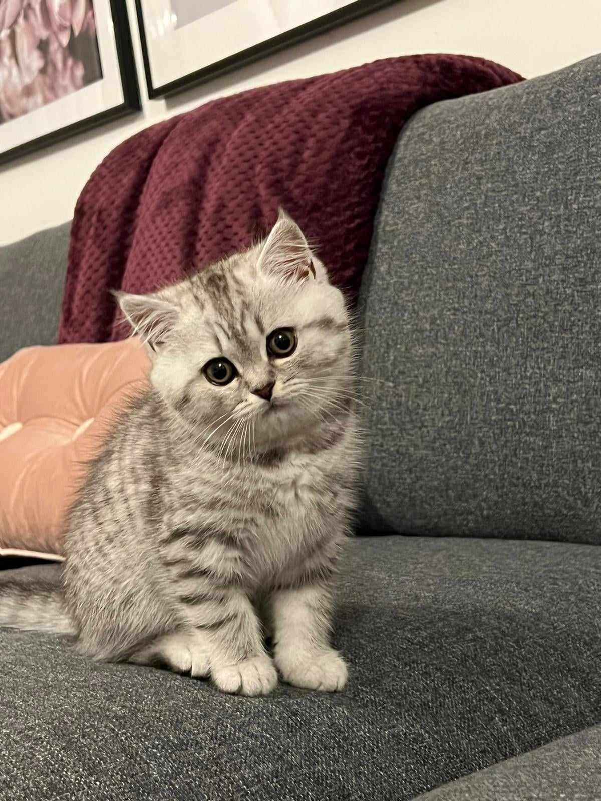 Silver tabby kitten sits on a gray couch with pink and burgundy cushions, looking at the viewer.