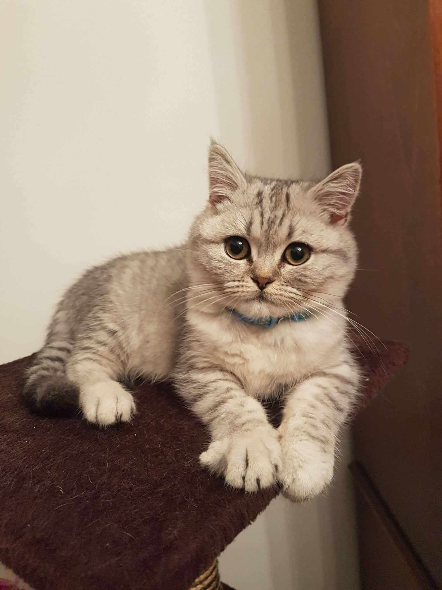 Silver tabby kitten wearing a blue collar, lying on a brown cat tree, looking forward.