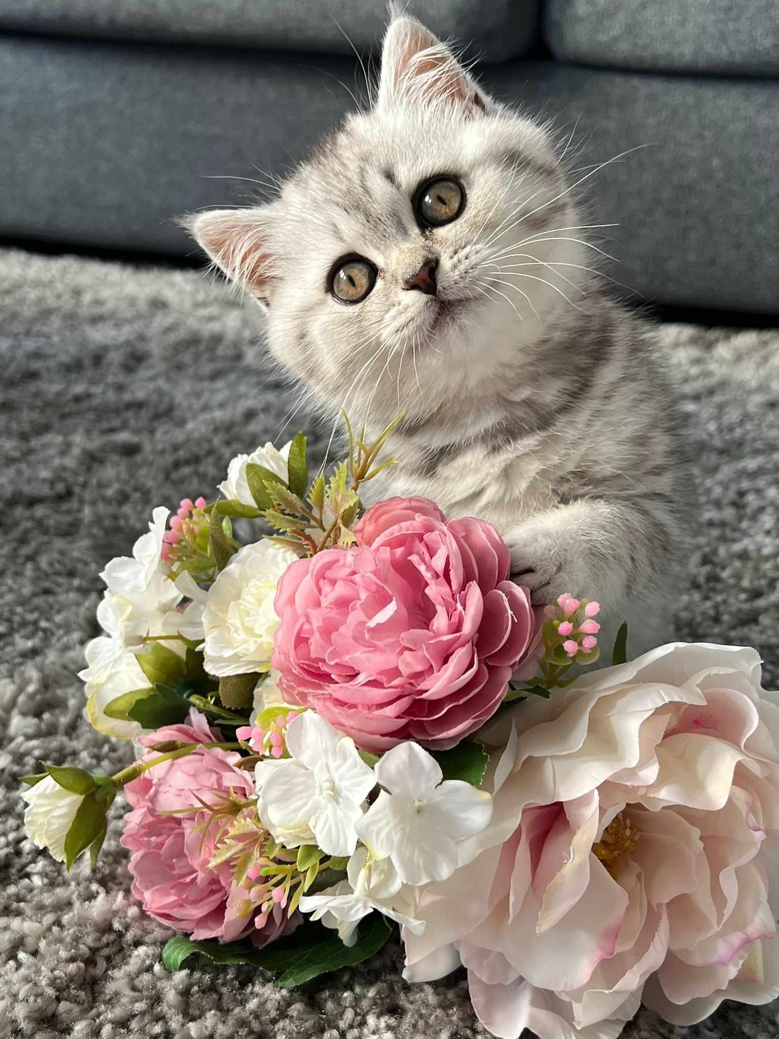A fluffy gray kitten holding a bouquet of pink and white flowers; looks up inquisitively.