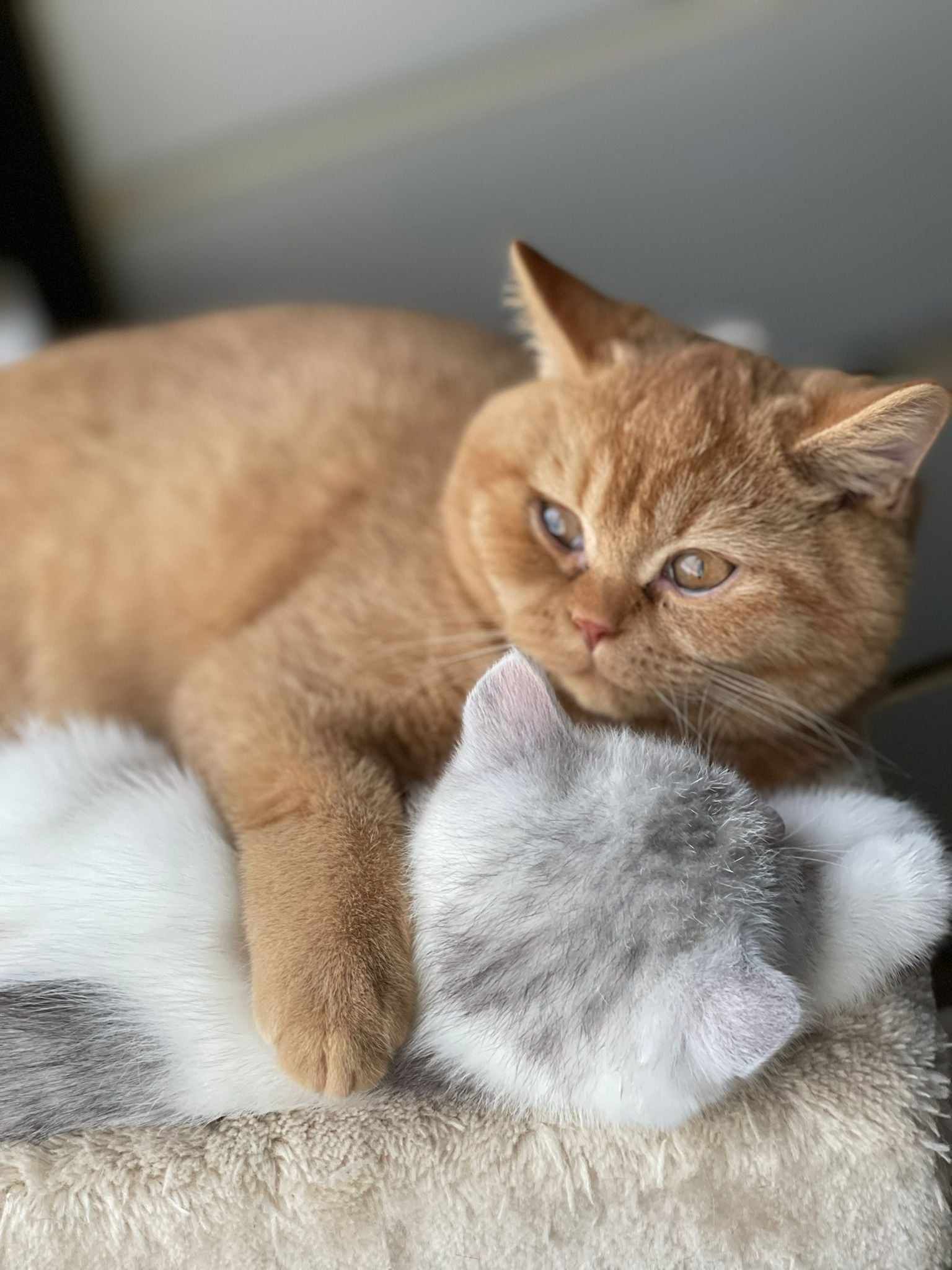 Orange cat lying on top of a gray and white cat, both snuggling.