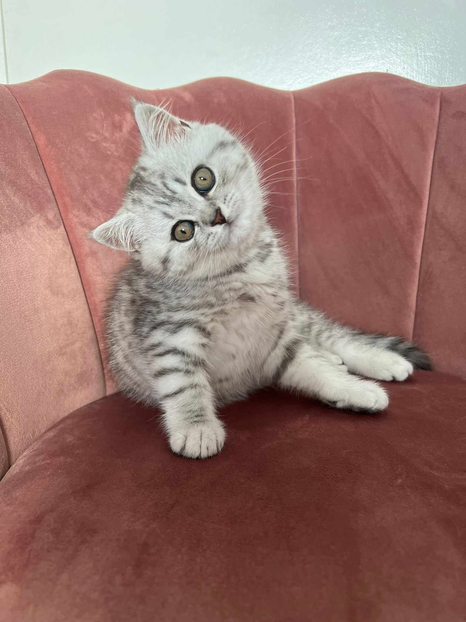 Silver tabby kitten tilting its head on a pink velvet chair.