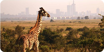 A giraffe standing in a field with a city in the background.