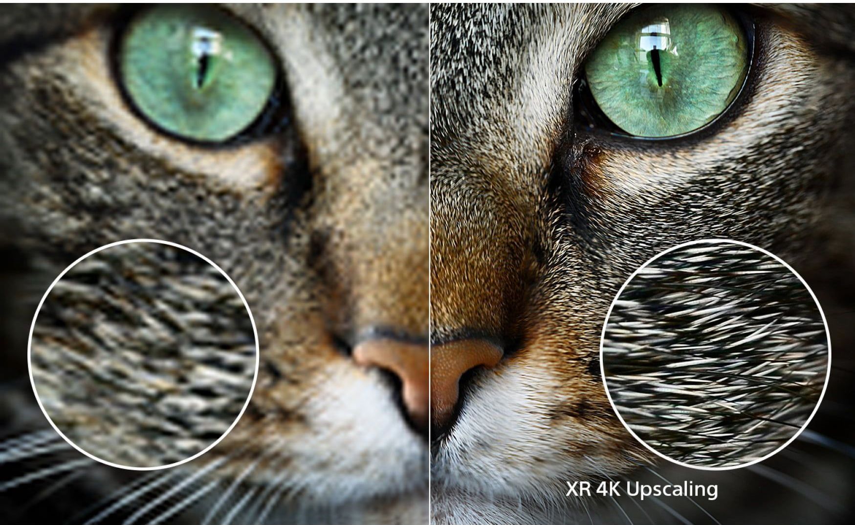 a close up of a cat 's face with the words xr 4k upscaling on a sony smart tv