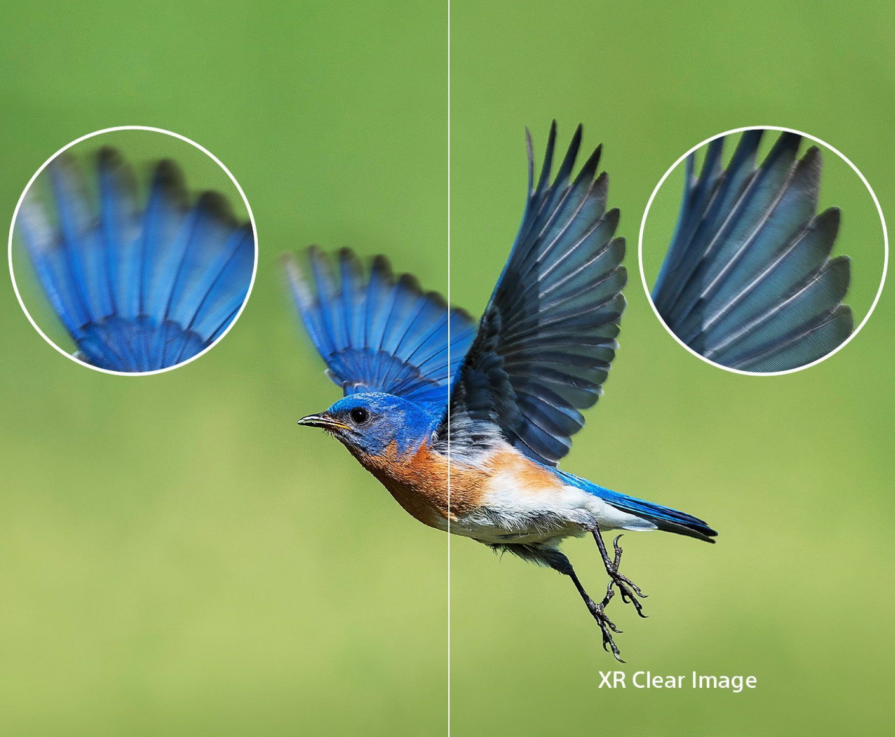 a picture of a bird with the words sony xr clear image on a sony oled tv
