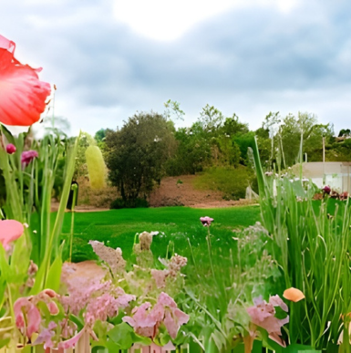 Outdoor seating area surrounded by trees and string lights at Firefly Grove