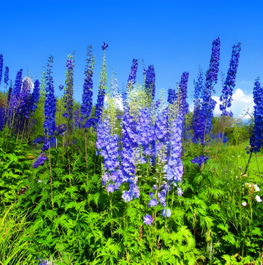 Colorful blooming flowers and vibrant garden plants at Georgeson Botanical Garden.