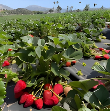 Rows of strawberry plants with visitors picking fruit at Kenny's Strawberry Farm