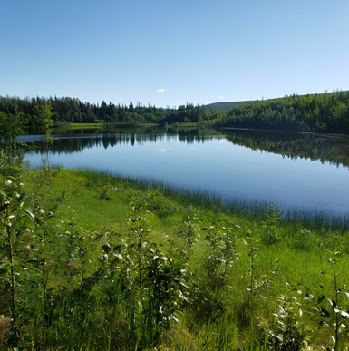 Peaceful lake surrounded by dense green forest at Wedgewood Wildlife Sanctuary.