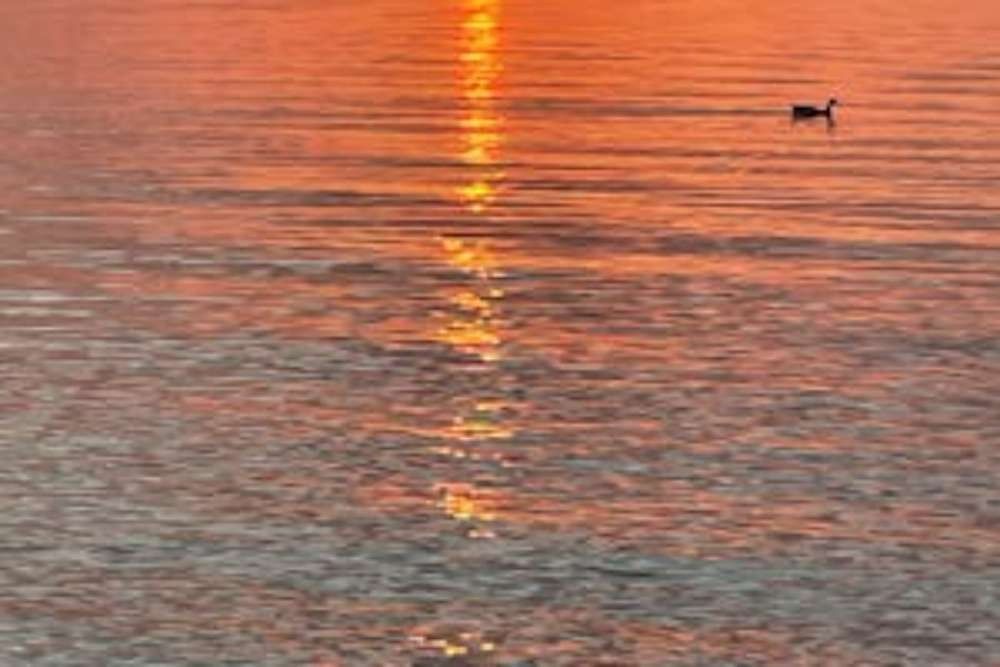 Water reflecting a fiery sunset, with a small bird swimming on the surface.
