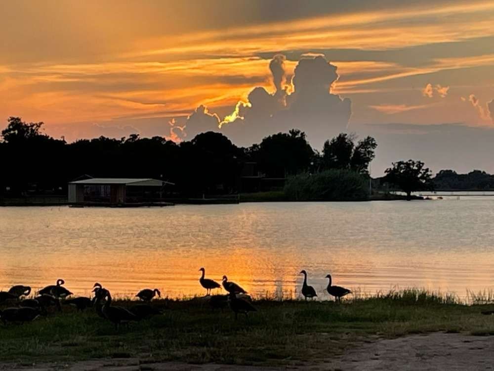 Sunset over a lake with silhouetted geese on the shore, a small building, and trees against an orange and golden sky.