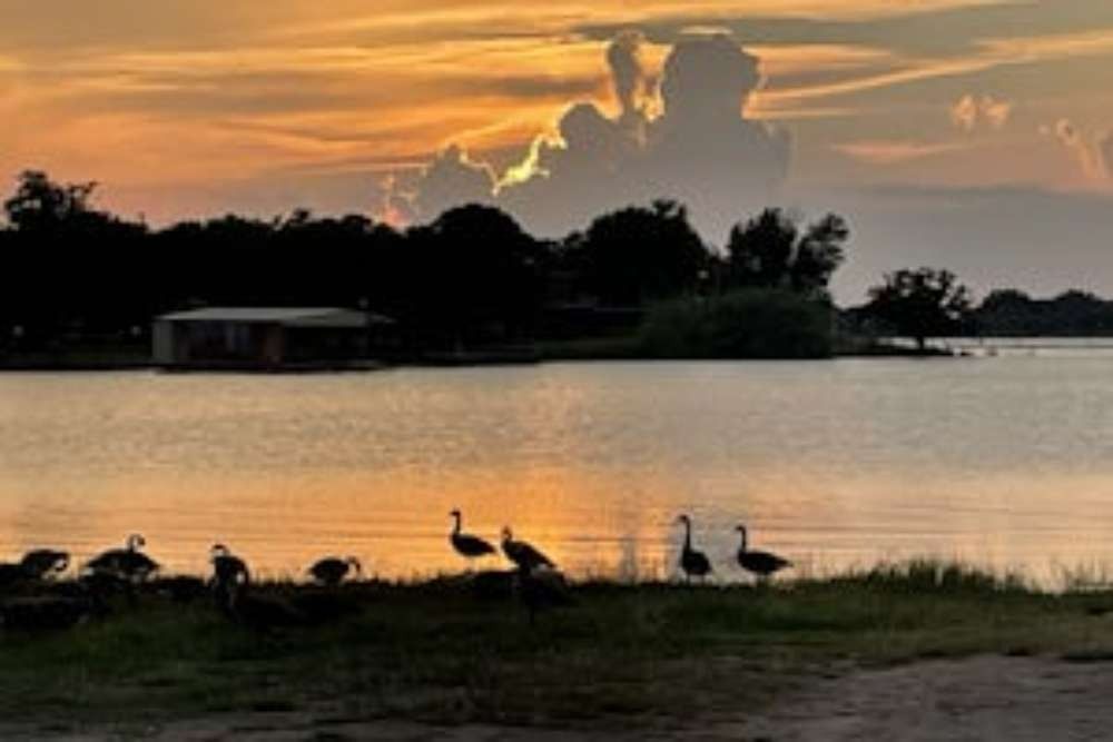 Sunset over a lake with geese in the foreground. Silhouetted trees and a small building are along the shore.