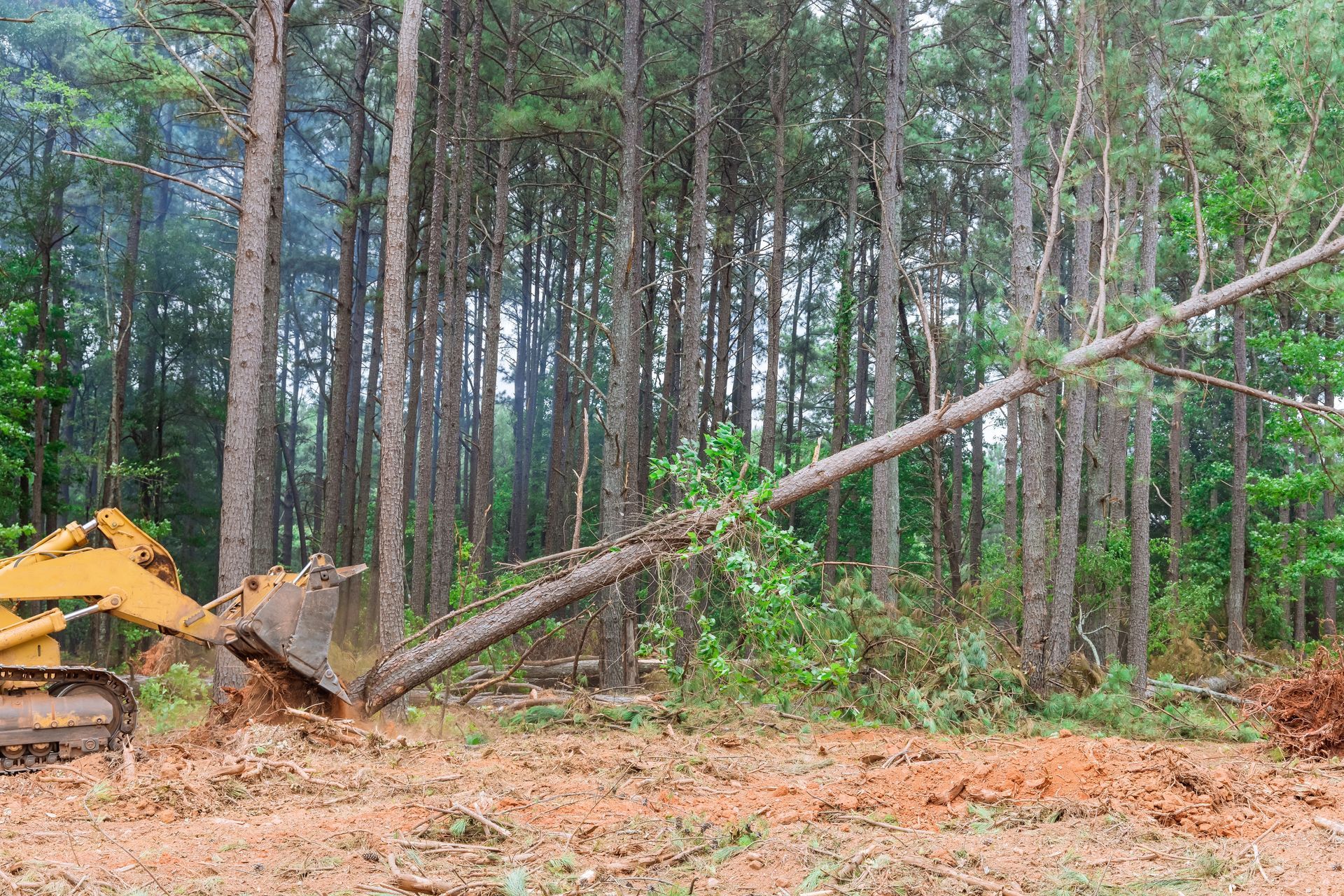 a bulldozer is cutting down a tree in the middle of a forest .