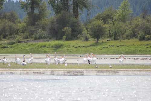 Birds On River — Retirement Communities  in Spokane, WA