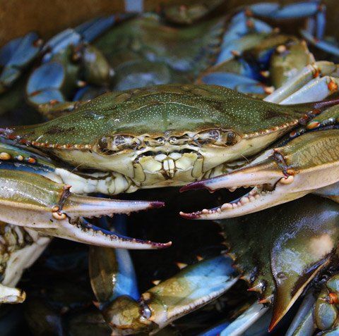 Shop — Blue Crab In Port Elizabeth, NJ