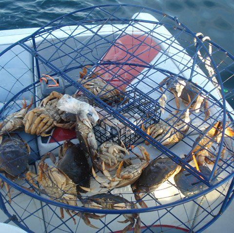 Local — Crabs On The Cage In Port Elizabeth, NJ