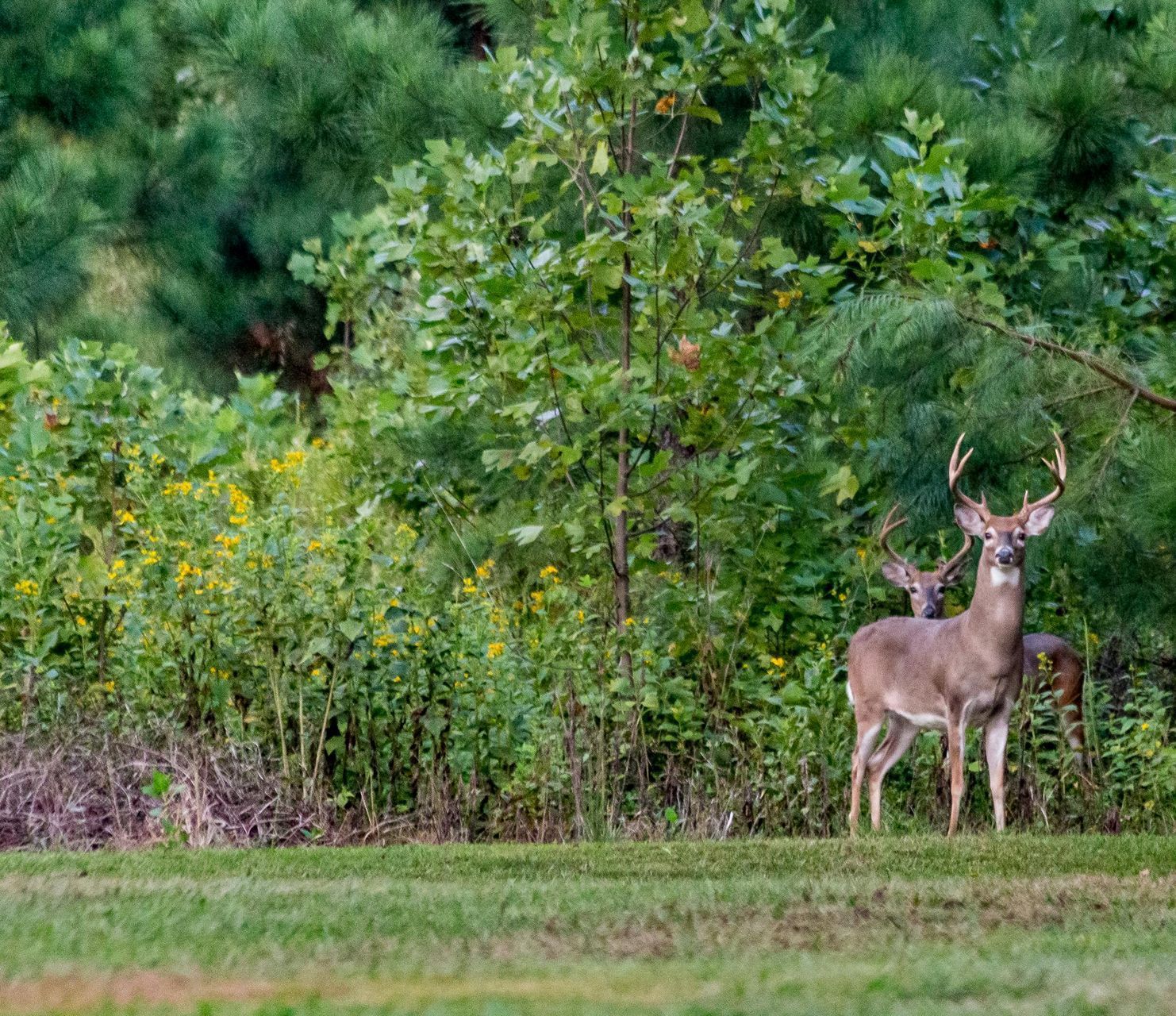 A couple of deer standing next to each other in a field.