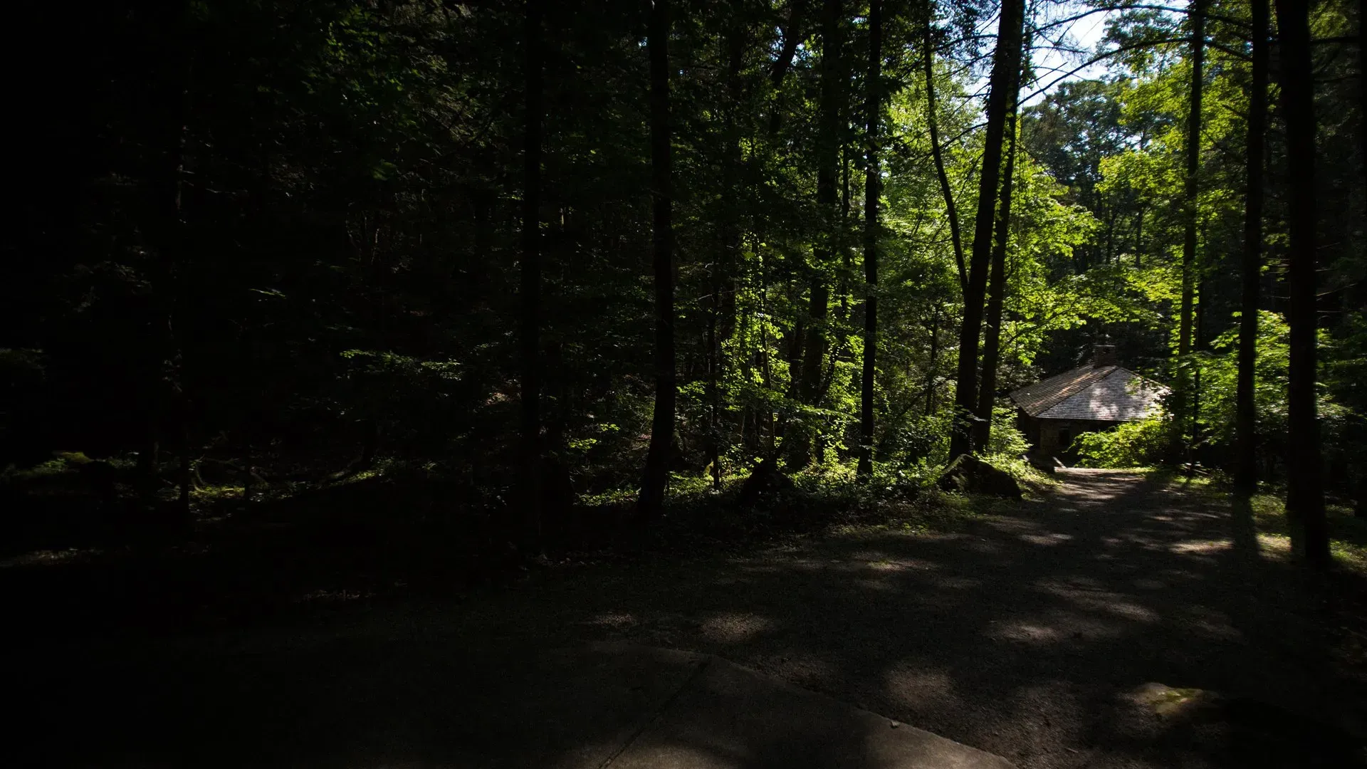 A dark forest with trees and a path going through it