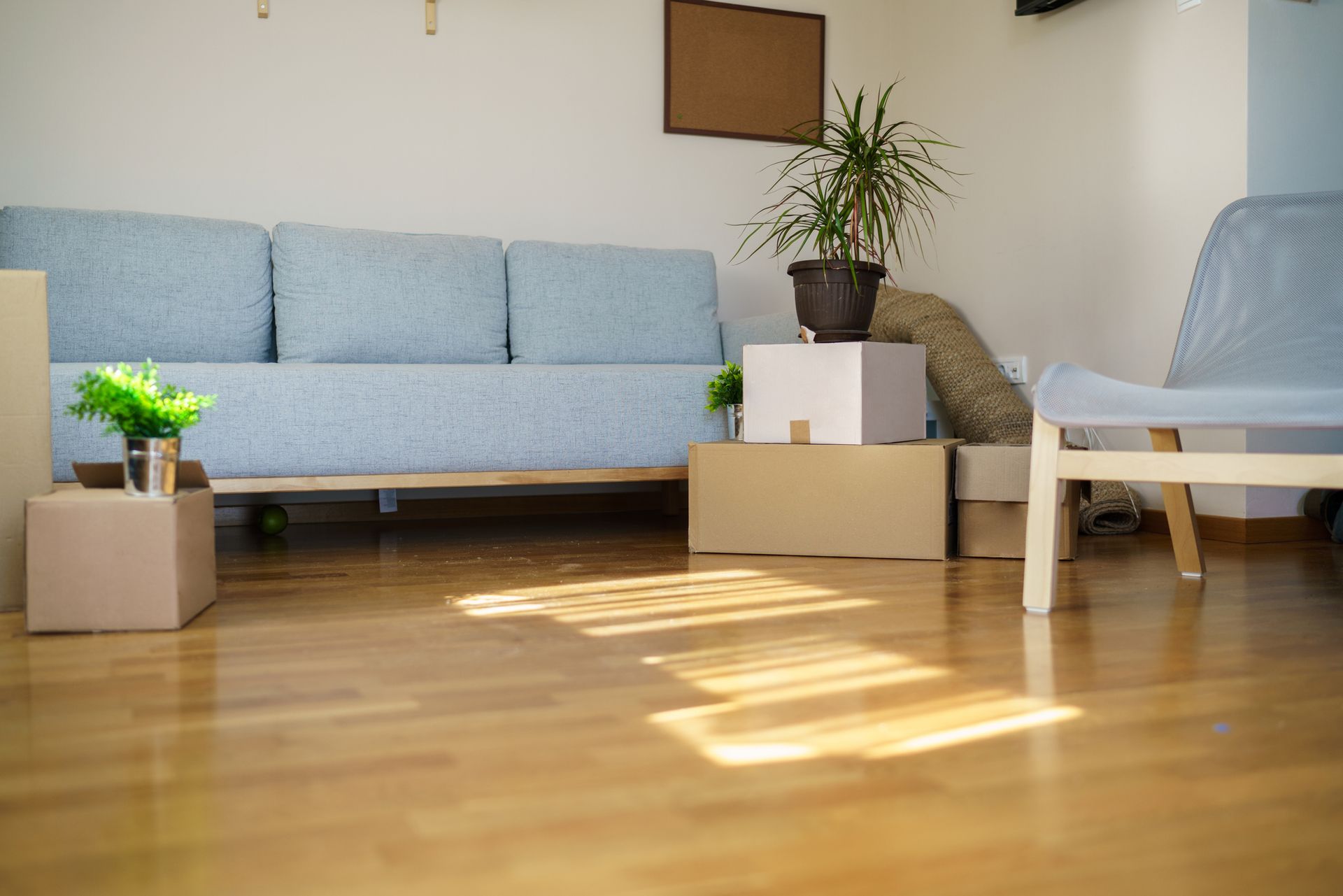 Room with light blue couch, cardboard boxes, plants, and hardwood floor; sunlight.