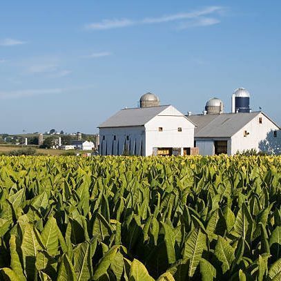 A field of tobacco leaves with a barn in the background